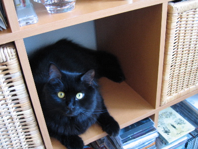 troublecat